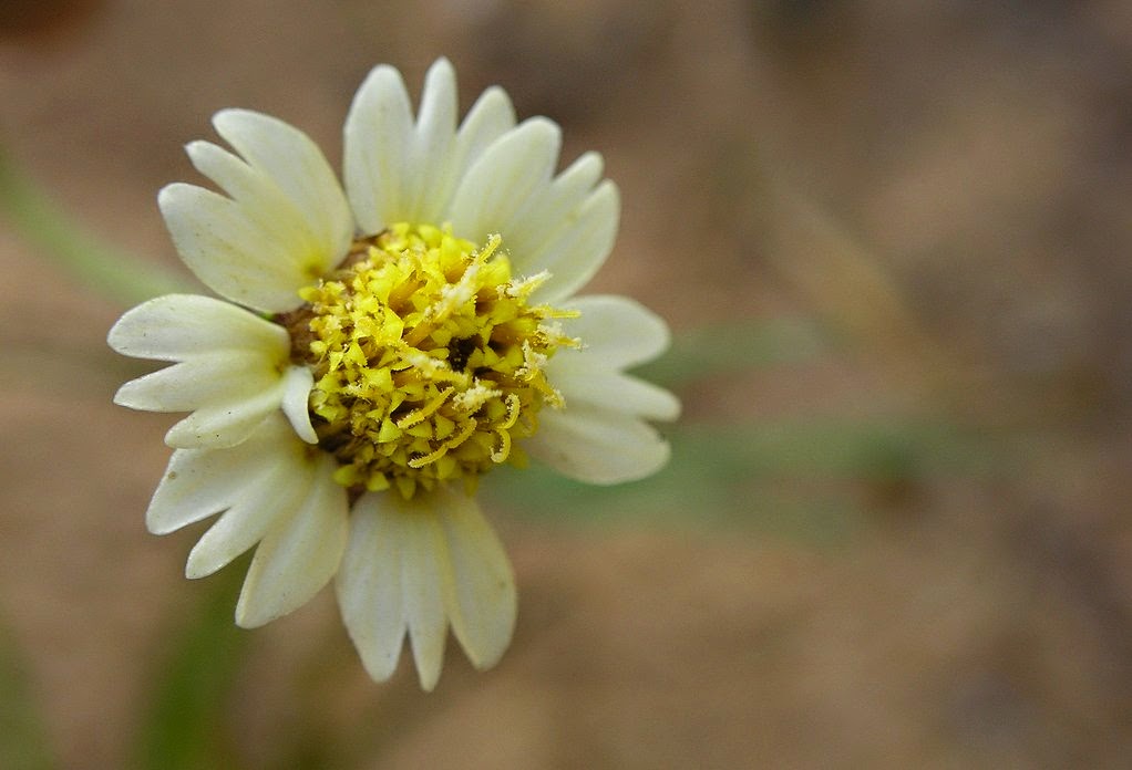 Buy Tridax Daisy, Coat Buttons, Mexican Daisy seeds Online Get 34 Off