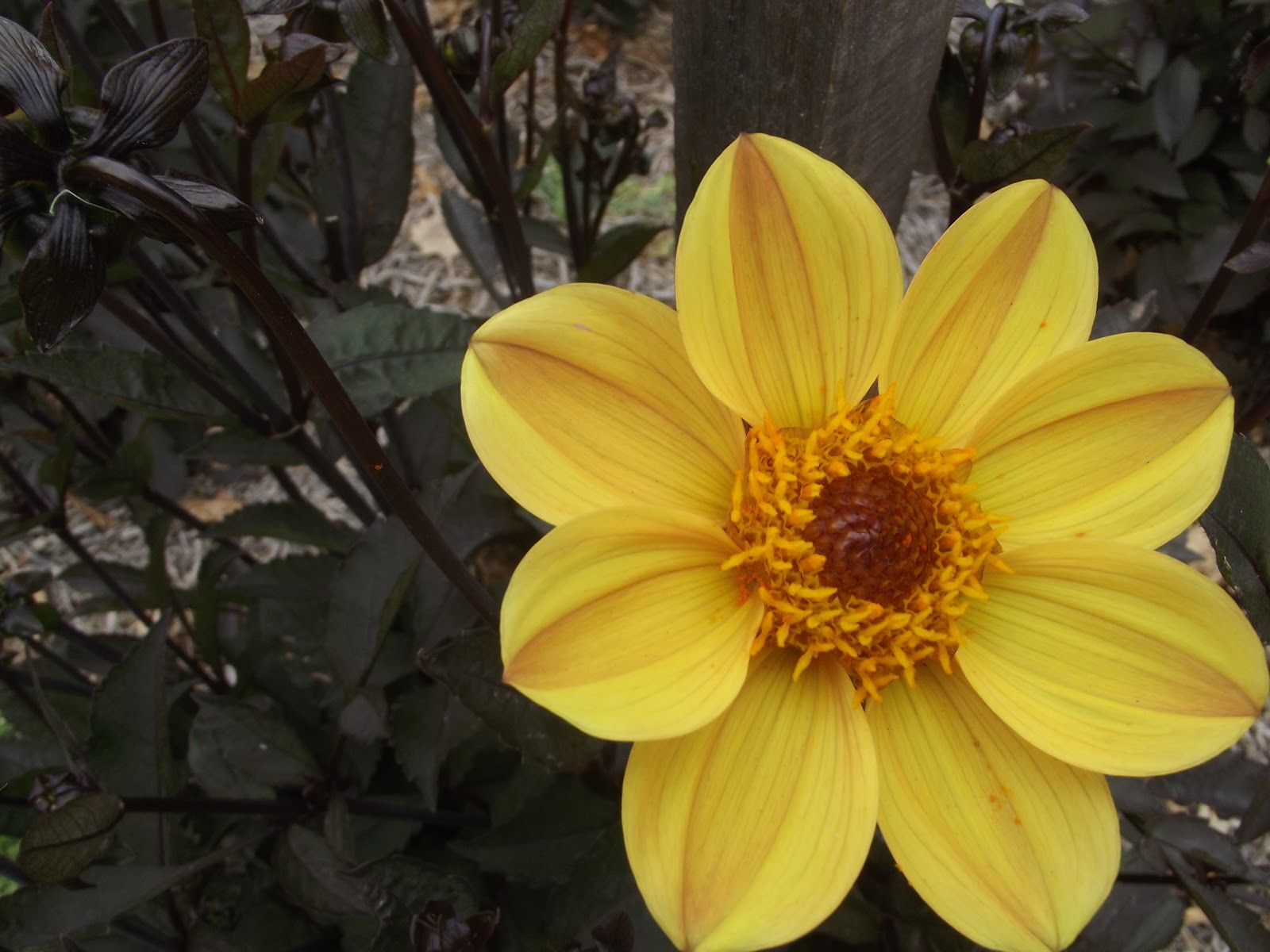 Australian Dahlias and Tubers Single Dahlias
