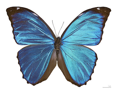 Morpho menelaus Morpho menelaus