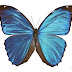 Morpho menelaus
