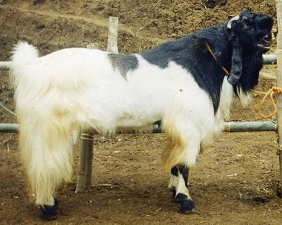 ciri kambing etawa images | ternak kenari, ternak kambing, ternak bebek, ternak lele, budidaya ikan lele, ikan hias, gambar ikan | UsahaTernak