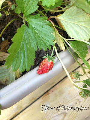 home grown strawberry