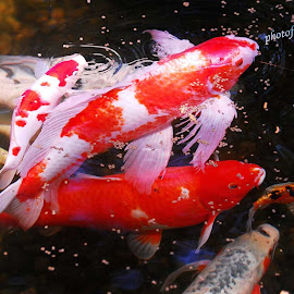Gambar Ikan Laut Cantik @ Digaleri.com