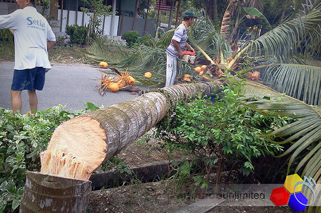 mknace unlimited | edisi tebang pokok kelapa dan lagi