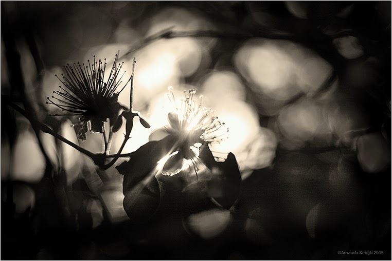 Emerging Photographers, Best Photo of the Day in Emphoka by Amanda Keogh, https://flic.kr/p/qLzhDU Emerging Photographers, Best Photo of the Day in Emphoka by Amanda Keogh, https://flic.kr/p/qLzhDU