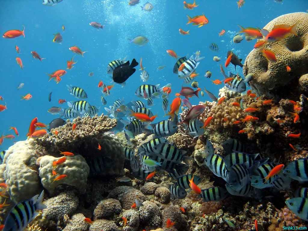 Khám phá nhiều hơn 106 hình ảnh đại dương đẹp mới nhất - thtantai2 ...