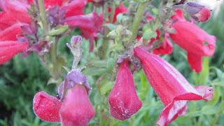 Trumpet flowers