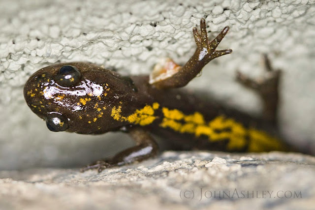 Long-toed salamander (c) John Ashley Long-toed salamander (c) John Ashley