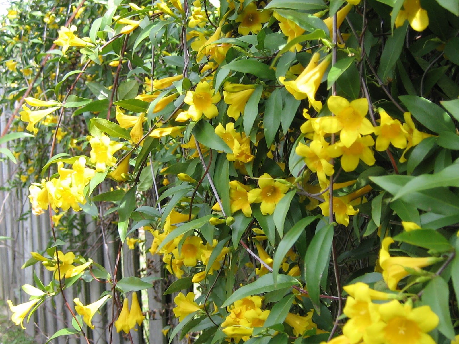 Carolina jasmine plant Idea