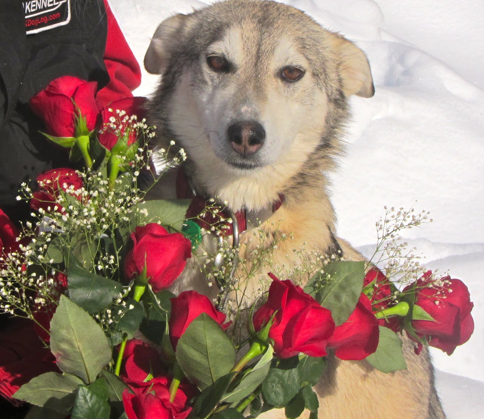 Quito Earns MVD Most Valuable Dog SP Kennel