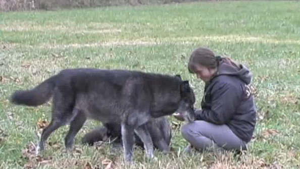 White Wolf : Women Who Understand Wolves (Video)