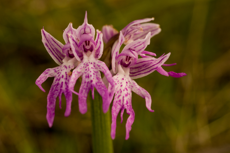 http://4.bp.blogspot.com/-rbvqISgDzYU/UBL8lFuSO_I/AAAAAAAAPkk/KdU-2BRRMLA/s1600/orchis%20italica%2001.jpg