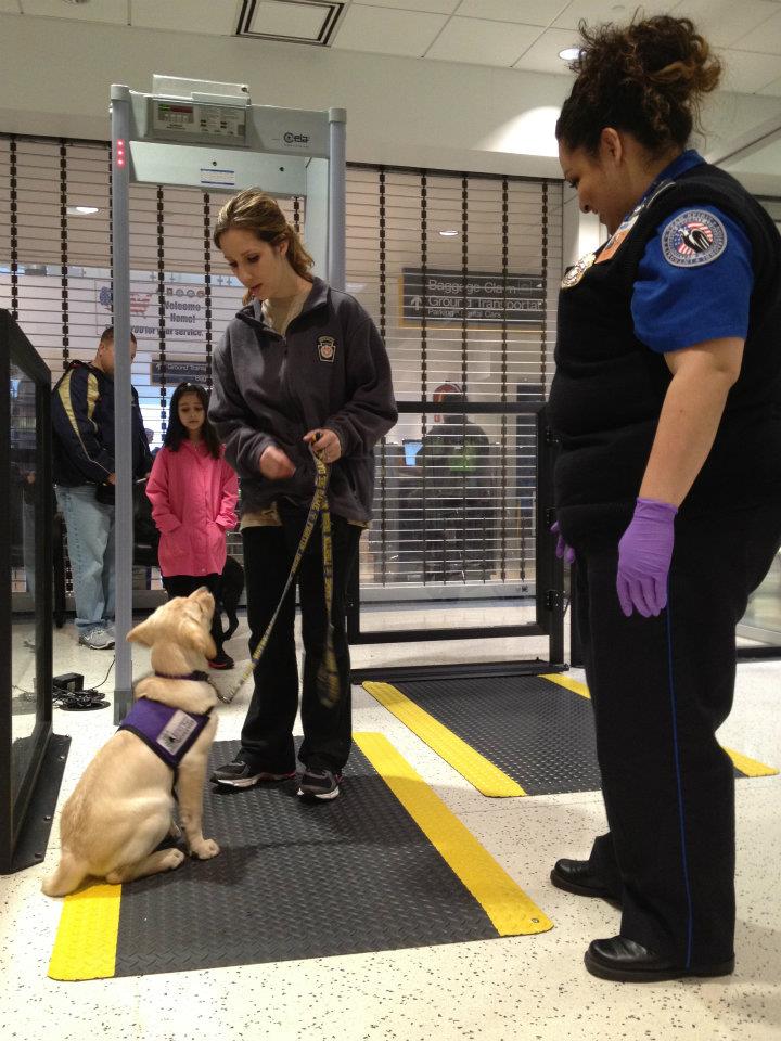 Susquehanna Service Dogs Service Puppies at the Airport