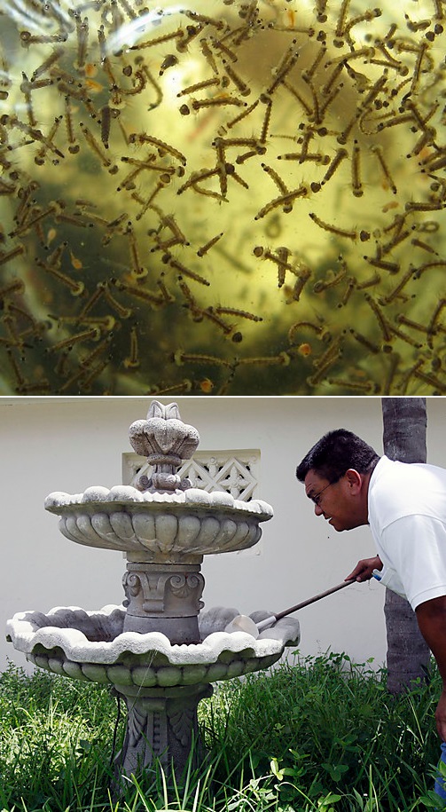 how to stop mosquitoes from breeding in my fountain how to stop mosquitoes from breeding in my fountain
