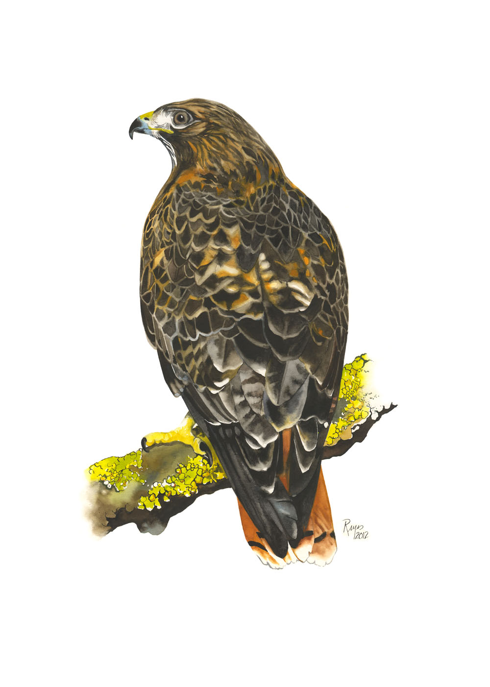 Wa Ka Ve Red Tailed Hawk