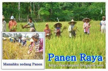 Panen raya kawasan subang pantura Pertanian