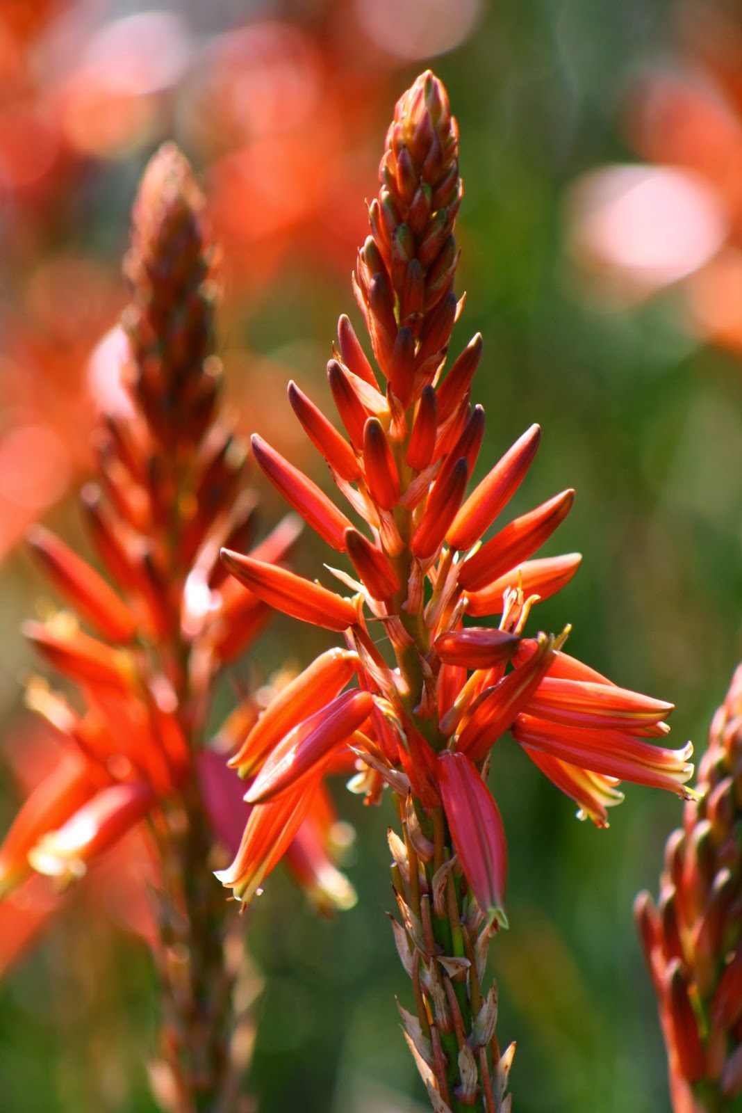 Vivero Growers Garden March 2014