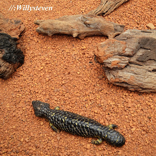 Blue Tongued Skink