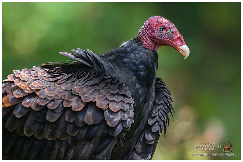 Featured family Vultures of Panama