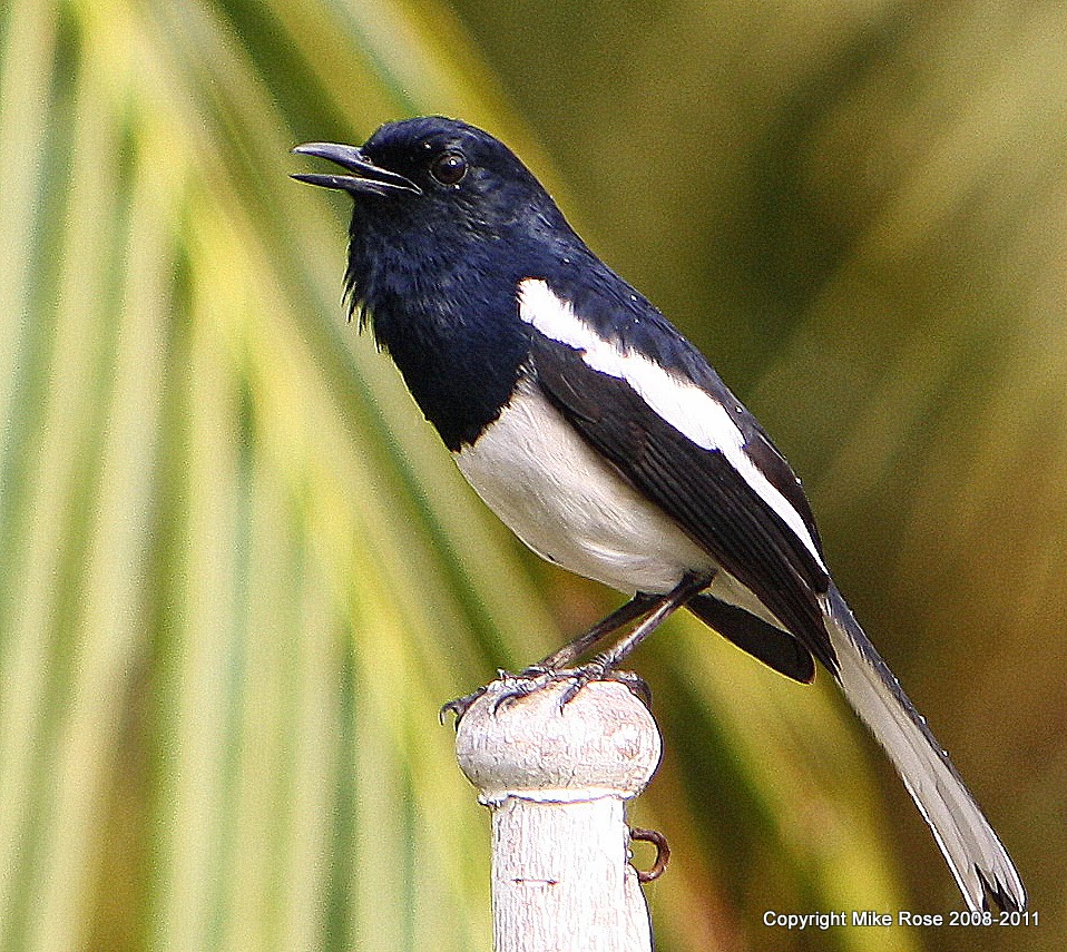 Kumpulan Foto Burung Kacer Poci Terbaik Foto Burung Kicau