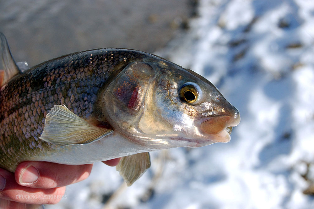 Chuck RobbinsOutdoors Fly Fishing Fly Friday...Mountain Whitefish
