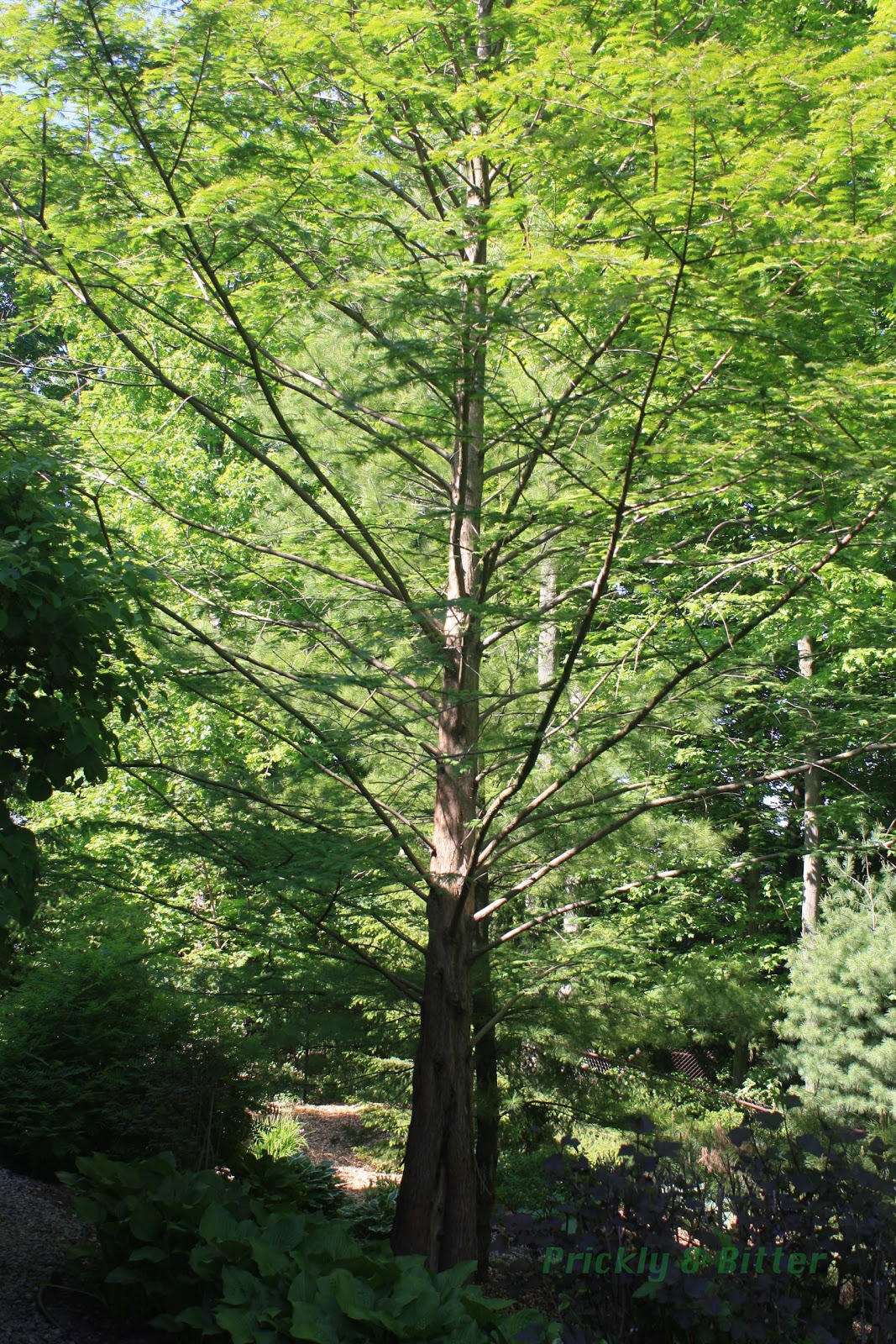 Prickly and Bitter Dawn Redwood Critically Endangered?