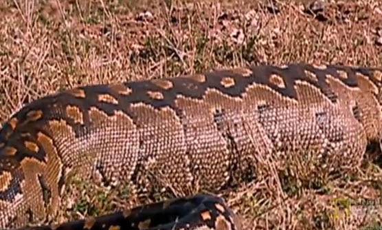 World's Deadliest : Python Eats Antelope - Funnyvdo4u
