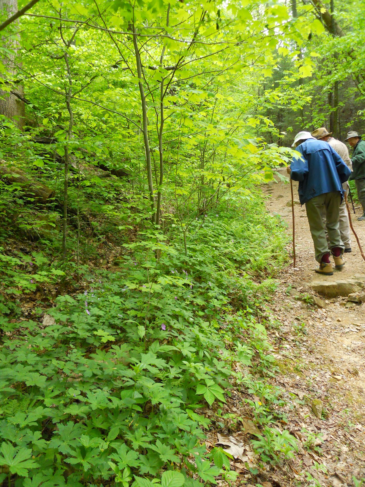 Go on the Cheap Guided Hike in Frozen Head State Park