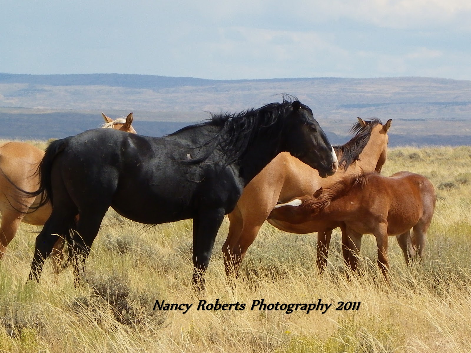 wild stallions band