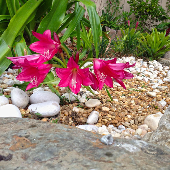 The Rainforest Garden