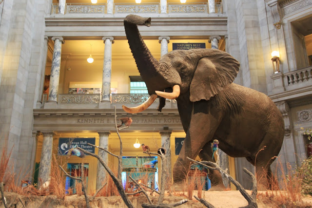 Giant elephant at National History Museum in Washington DC, USA Giant elephant at National History Museum in Washington DC, USA