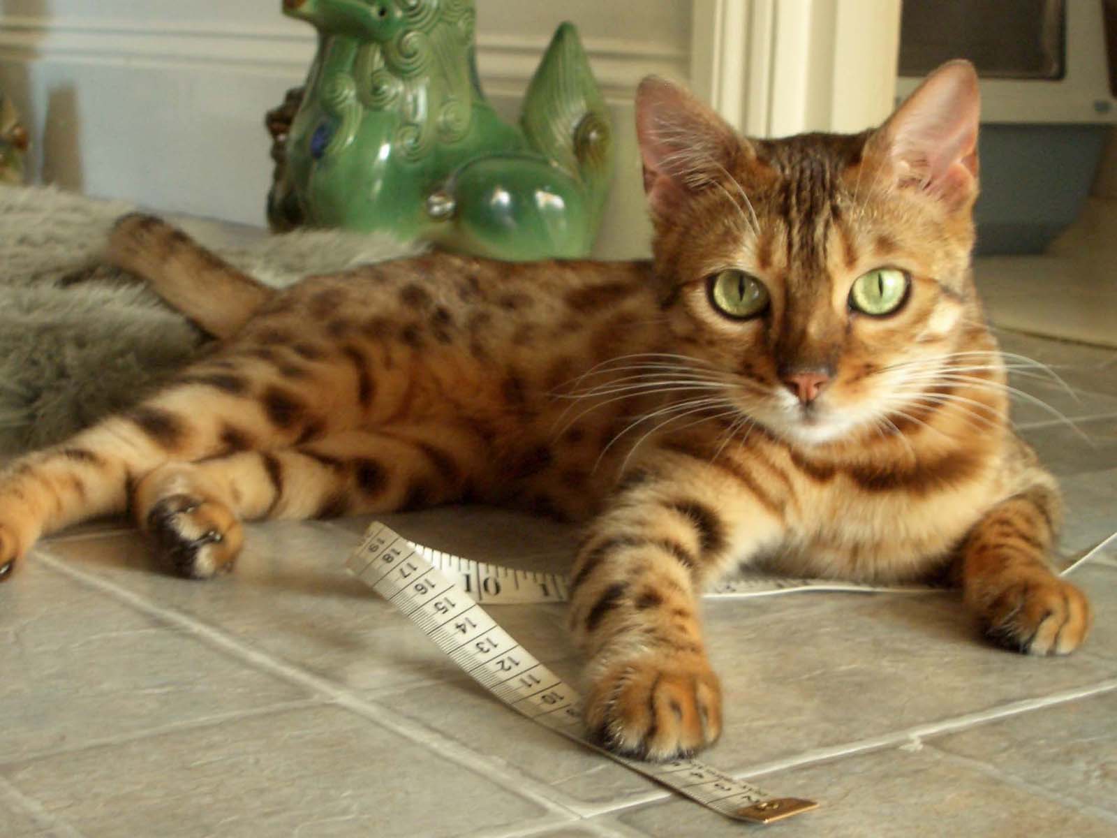 bengal_cat_lying_wallpaper.jpg