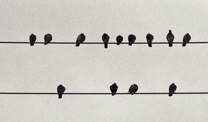 essays on thirteen ways of looking at a blackbird essays on thirteen ways of looking at a blackbird
