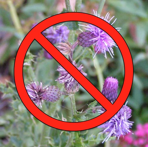 Green Meadows West Expert Helps Neighbors Survey the Green Meadows