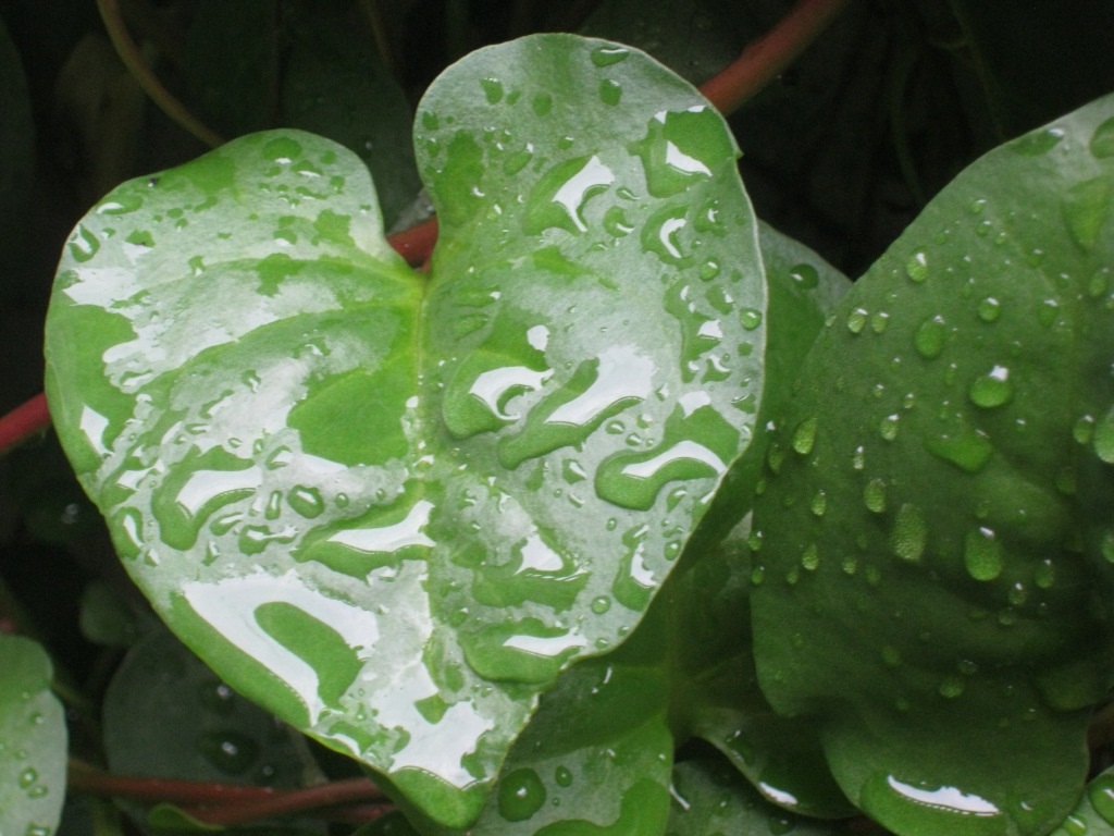 PLEASURE ISLAND: Leaves Benefits efficacy binahong outstanding Is