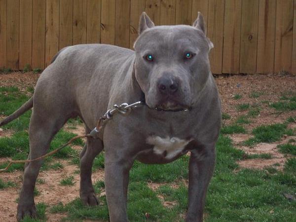 Cute Dogs: American pitbull terrier