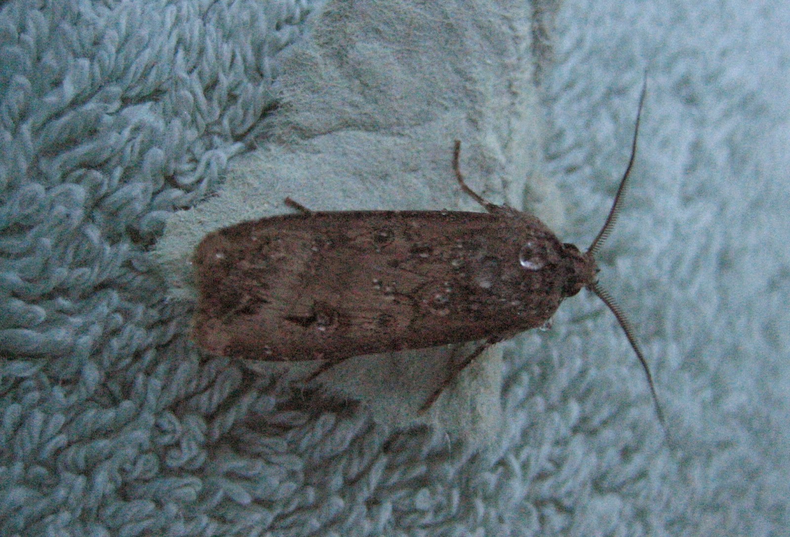 Martin's Moths Water off a moth's back