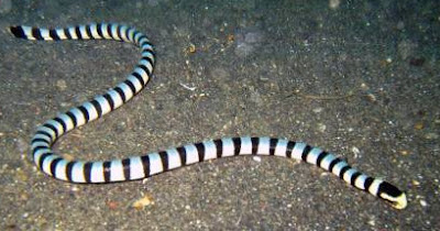 Hydrophis Belcheri Hydrophis Belcheri