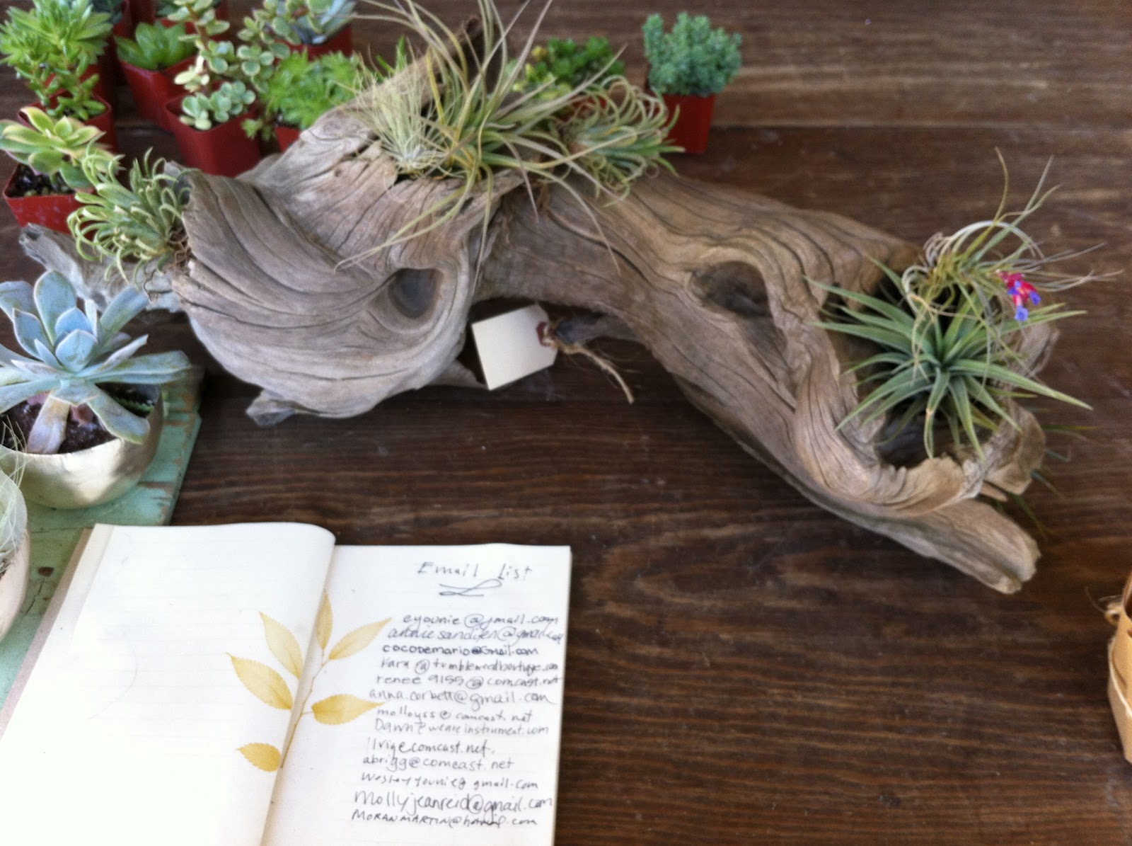 Bell and Star Thicket Nursery In Portland