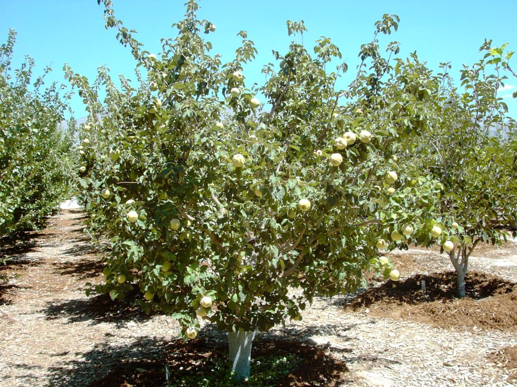 Xtremehorticulture of the Desert I Want Quince Trees But Can't Find