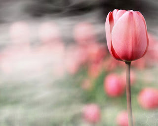 Tulipán, una flor con historia -tulipán rosa