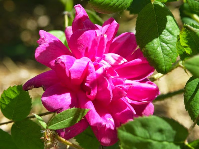 [Bild: 1_JamesVeitsch_20130617.jpg]