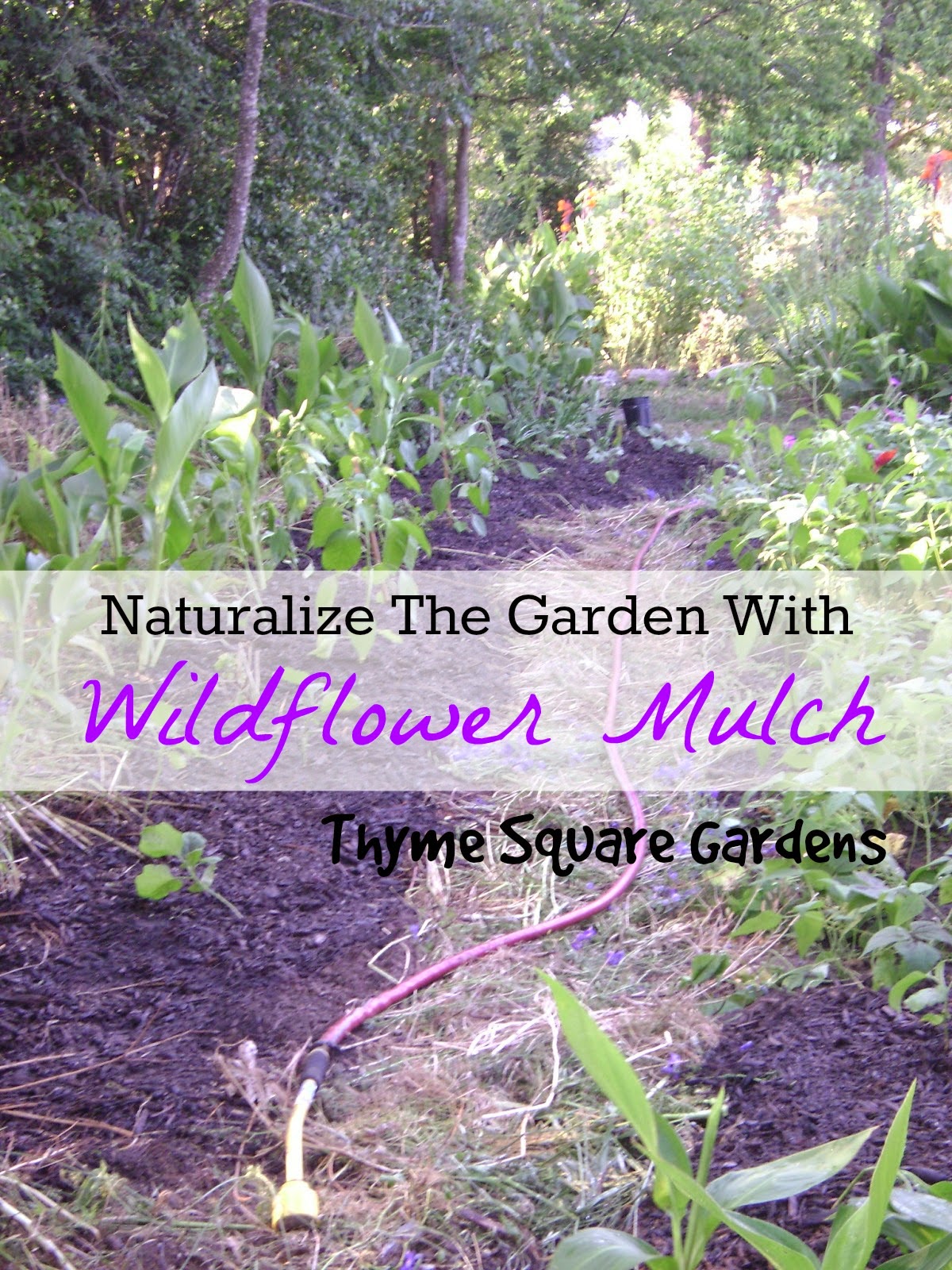 TSG The Making of Wildflower Mulch