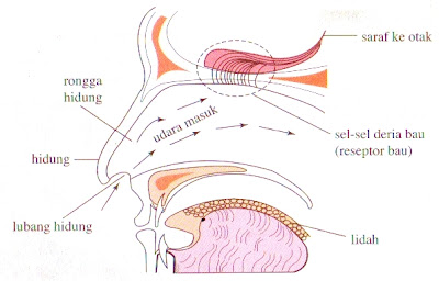 Struktur hidung untuk deria bau