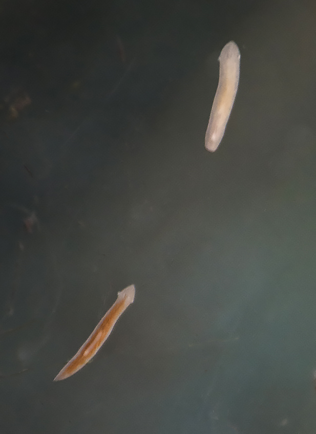 Pacific Science Center Life Sciences Axolotl Tankmate Grossology