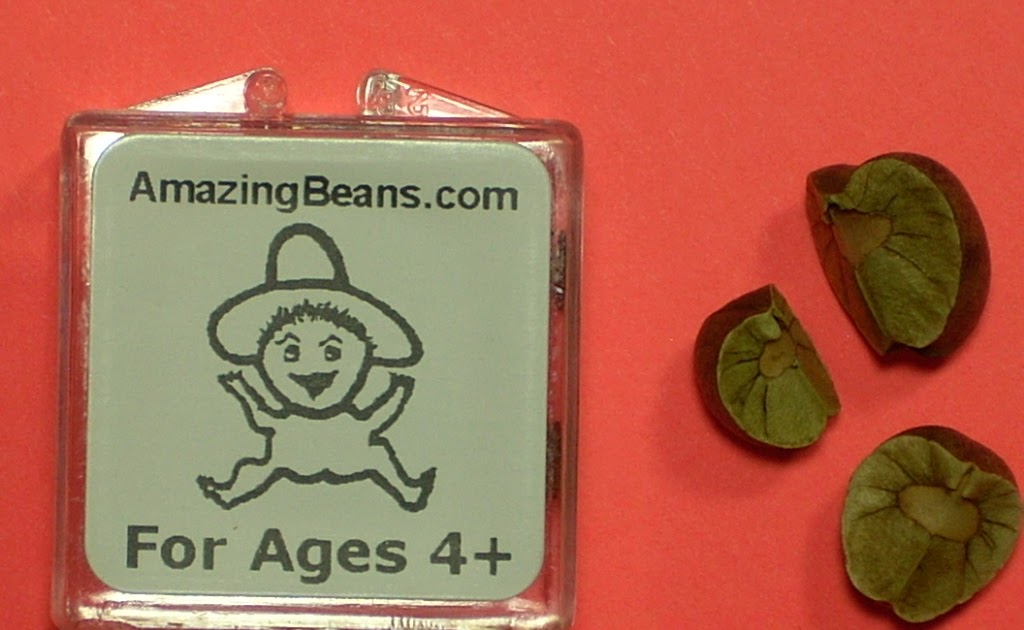 Mexican Jumping Beans Why Do Mexican Jumping Beans Jump?