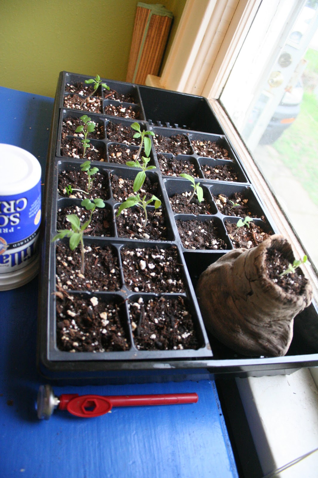 bohemians benditos, we are... How to start plants indoors