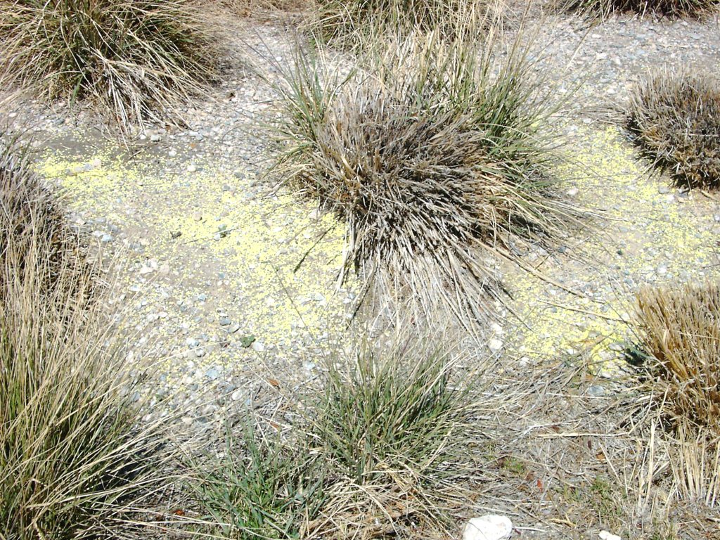 Xtremehorticulture of the Desert Most Desert Plants Do Not Need Sulfur