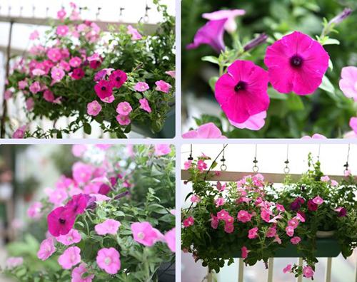 Vườn hoa nở rực ở ban công nhờ nước vo gạo Vườn hoa nở rực ở ban công nhờ nước vo gạo