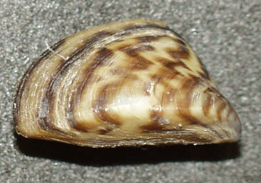 Mussel Cartoon